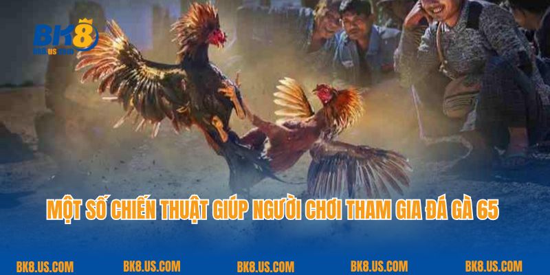 Một số chiến thuật giúp người chơi tham gia đá gà 65 