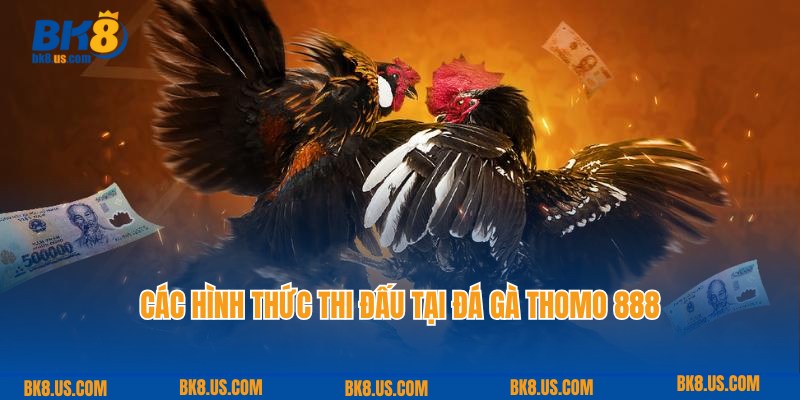 Các hình thức đá gà Thomo hấp dẫn, thường gặp nhất